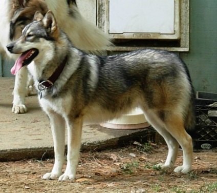 Descrierea rasei American Tundra Shepherd