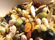Descrierea semințelor, caracteristicile semințelor