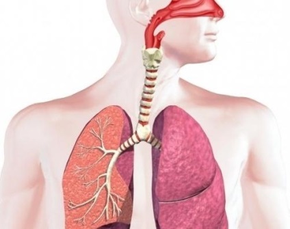 Structura și funcția respirației corpului uman