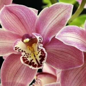 Case de orhidee - semne pentru femei
