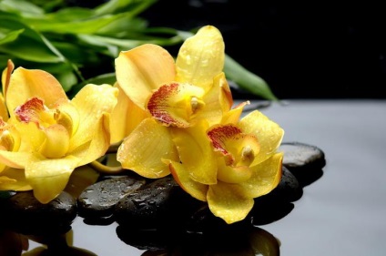 Orchid semne acasă și superstiții asociate cu floare