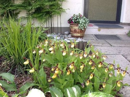 Orchidea kert ültetés és gondozás a kertben, tenyésztési módszerek