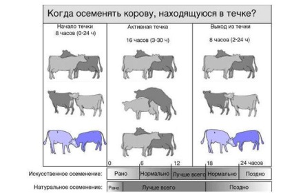 Inseminarea vaci artificiale la domiciliu, taur