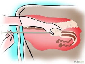 Inseminarea vaci artificiale la domiciliu, taur