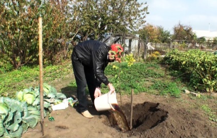 Erori la plantarea pomilor de măr în toamnă