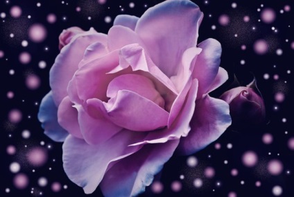 Trandafirul mistic Osho este ținut în jurul lumii în beneficiul întregului pământ