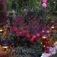 Caracteristicile florării italiene pe grădina dvs. - portalul de flori al grădinii dvs.!