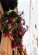 Caracteristicile florării italiene pe grădina dvs. - portalul de flori al grădinii dvs.!