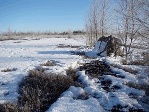 Caracteristici și trucuri de vânătoare pentru cocoș negru în timpul iernii