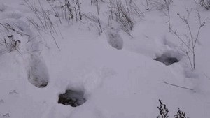 Jellemzők és trükkök vadászat nyírfajd télen