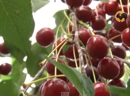 Jellemzők ellátás cseresznye ősszel, beleértve a kezelési és etetés a fák