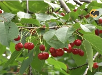 Caracteristici de îngrijire a cireșelor în toamnă, inclusiv prelucrarea și hrănirea copacilor