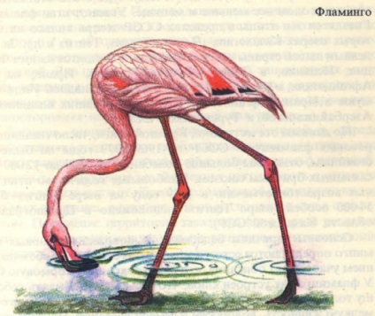 Rendeljen flamingót