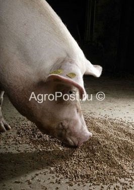 Evaluarea influenței diferiților factori de hrănire asupra calității carnii de porc produsă