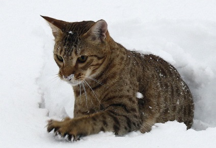 Ocicat macska fotó, természet, a fajta, leírás, videó