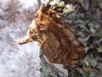 A turizmus Berezinsky Bioszféra Rezervátum Winter fotó története