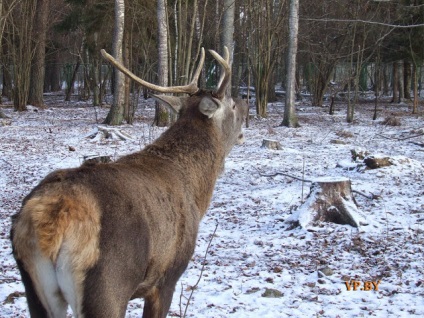 A turizmus Berezinsky Bioszféra Rezervátum Winter fotó története