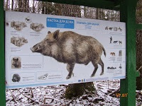 Despre turism Berezinsky biosfere rezerva de iarnă raport fotografie