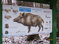 A turizmus Berezinsky Bioszféra Rezervátum Winter fotó története