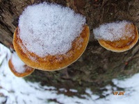 A turizmus Berezinsky Bioszféra Rezervátum Winter fotó története