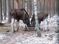 A turizmus Berezinsky Bioszféra Rezervátum Winter fotó története