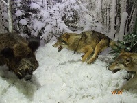 A turizmus Berezinsky Bioszféra Rezervátum Winter fotó története