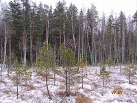 A turizmus Berezinsky Bioszféra Rezervátum Winter fotó története