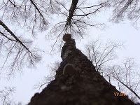 A turizmus Berezinsky Bioszféra Rezervátum Winter fotó története