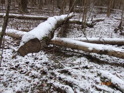 A turizmus Berezinsky Bioszféra Rezervátum Winter fotó története