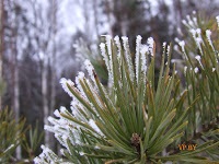 A turizmus Berezinsky Bioszféra Rezervátum Winter fotó története