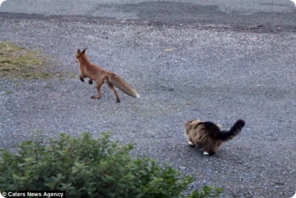 O pisică curajoasă a dus vulpea din curtea lui