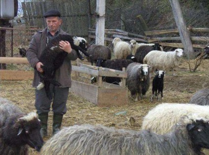 Agricultura de ovine ca o afacere pentru un agricultor incepator - facem un plan de afaceri