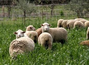 Agricultura de ovine ca o afacere pentru un agricultor incepator - facem un plan de afaceri