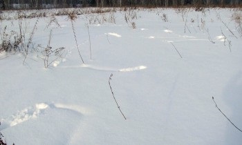 Vânătoarea de grouse în vânătoarea de iarnă de la abordare