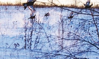 Vânătoarea de grouse în vânătoarea de iarnă de la abordare