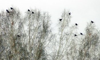 Vânătoarea de grouse în vânătoarea de iarnă de la abordare