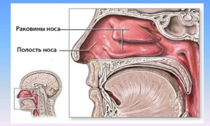 Ozena ce este această boală, cauze, simptome, tratament, remedii la domiciliu