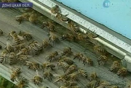 Apicultorii se tem că căldura va duce la moartea albinelor