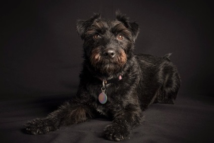 Patterdale Terrier, enciclopedia câinilor