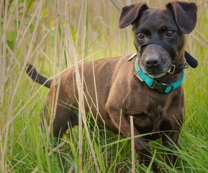 Patterdale Terrier, enciclopedia câinilor