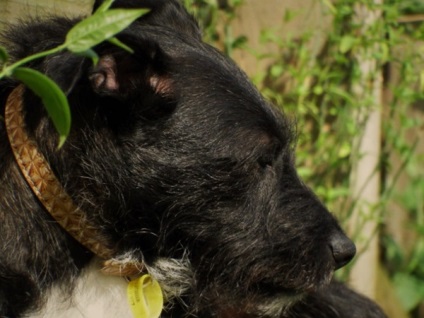 Patterdale Terrier, enciclopedia câinilor