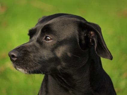 Patterdale Terrier, enciclopedia câinilor