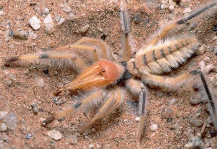 Spider-falange sau solipuga