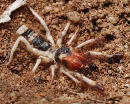 Spider-falange sau solipuga