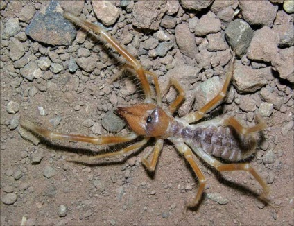 Spider-falange sau solipuga