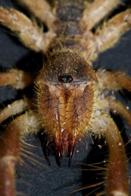 Spider-falange sau solipuga