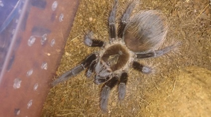 Spider-tarantula brachypelma albopilosum una dintre animalele mele de companie