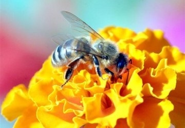 Băuturi de albine - de la osteocondroză, perga - de la depresie - frumusețe și sănătate - 14 august - miere