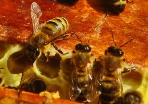 Polenizarea încrucișată a roșiilor de către albine în condiții de teren închis