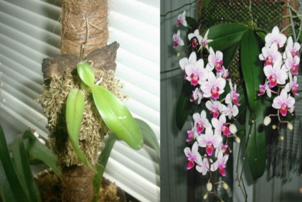 Átültetett orchideák egy kis blokk ... buja virágzás nem láttam!